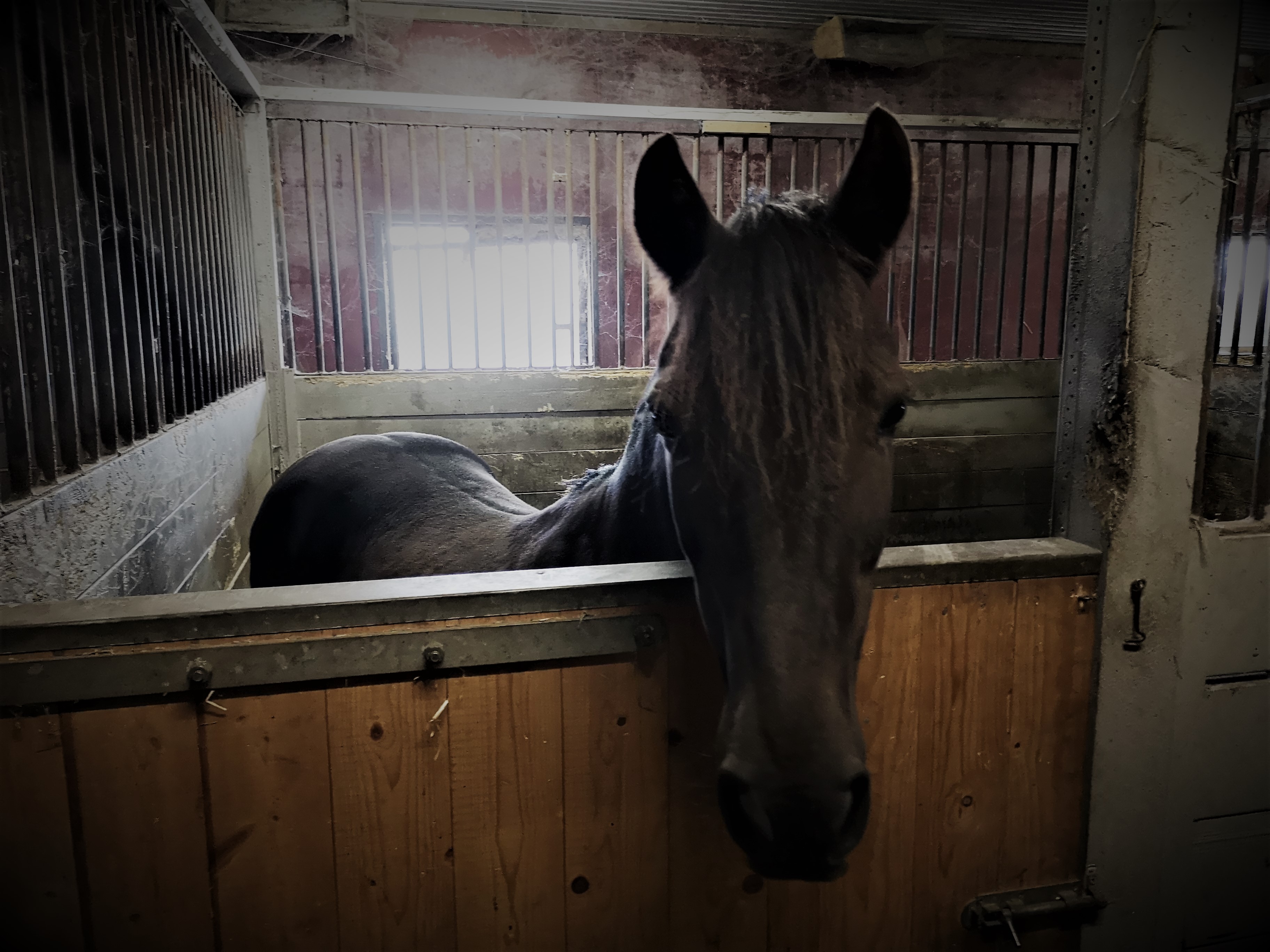 Hästar – Daniella